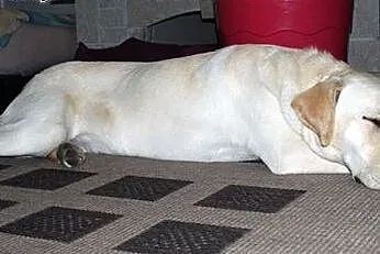 Molly młoda labradorka do adopcji,  mazowieckie Ot