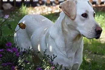Molly młoda labradorka do adopcji,  mazowieckie Ot