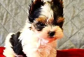 Biewer York śliczny malutki wzrocowy piesek Biewer Yorkshire Terrier DO odb