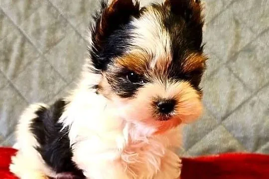 Biewer York śliczny malutki wzrocowy piesek Biewer Yorkshire Terrier DO odb