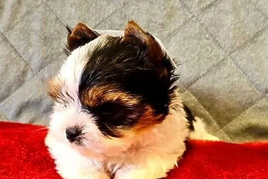 Biewer York śliczny malutki wzrocowy piesek Biewer Yorkshire Terrier DO odb, Śląskie, Orzesze
