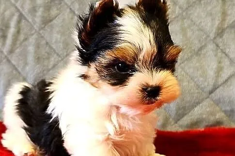 Biewer York śliczny malutki wzrocowy piesek Biewer Yorkshire Terrier DO odb, Śląskie, Orzesze