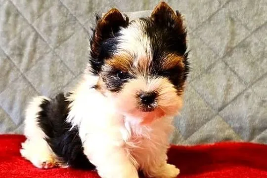 Biewer York śliczny malutki wzrocowy piesek Biewer Yorkshire Terrier DO odb, Śląskie, Orzesze