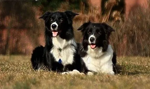 ZAPOWIEDŹ MIOTU Border Collie po wybitnym ojcu, ś