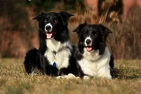 ZAPOWIEDŹ MIOTU Border Collie po wybitnym ojcu,  ś