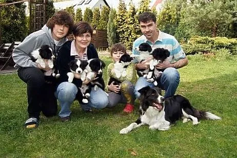 ZAPOWIEDŹ MIOTU Border Collie po wybitnym ojcu,  ś