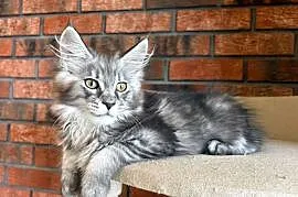 Maine Coon - Kotka Mia