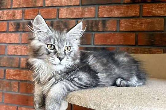 Maine Coon - Kotka Mia