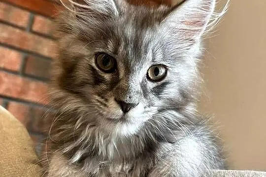 Maine Coon - Kotka Mia, Kujawsko-pomorskie, Szembruk