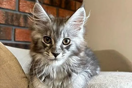 Maine Coon - Kotka Mia, Kujawsko-pomorskie, Szembruk