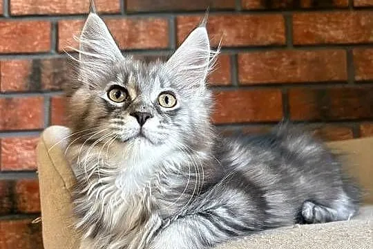 Maine Coon - Kotka Mia, Kujawsko-pomorskie, Szembruk