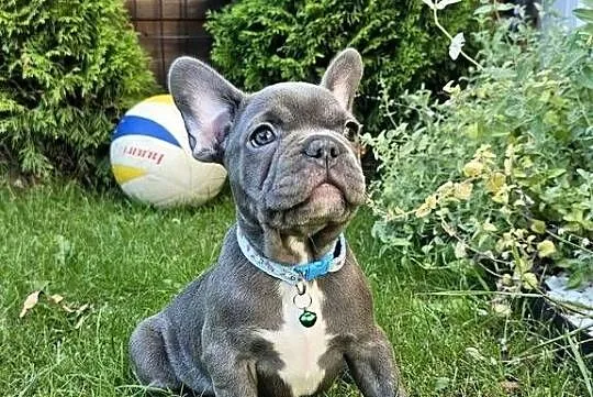 Buldozki francuskie blue blekitne