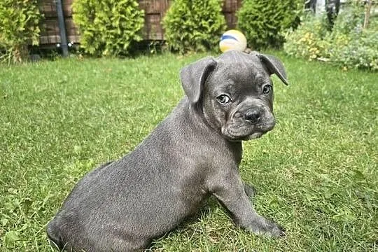 Buldozki francuskie blue blekitne, Wielkopolskie, Zbrudzewo