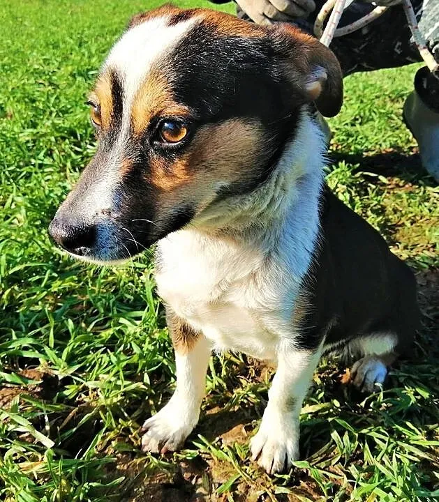 TOBIŚ - roczny, mały, 8 kg psiak załamuje się w schronisku, adoptuj, Mazowieckie, Warszawa