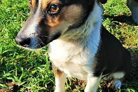 TOBIŚ - roczny, mały, 8 kg psiak załamuje się w schronisku, adoptuj, Mazowieckie, Warszawa