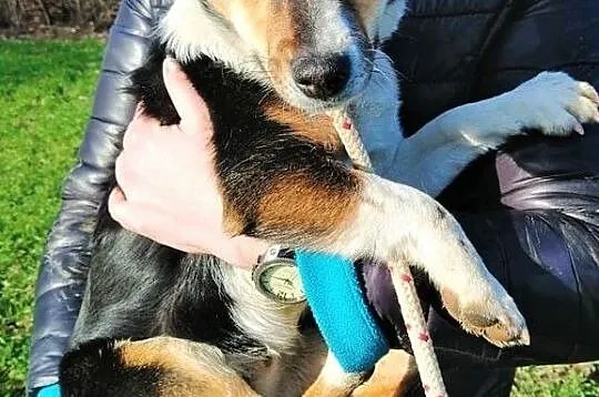 TOBIŚ - roczny, mały, 8 kg psiak załamuje się w schronisku, adoptuj, Mazowieckie, Warszawa