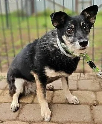 MIKA - starsza, 9 kg, delikatna sunia szuka domu!, mazowieckie Warszawa, Mazowieckie, Warszawa