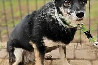 MIKA - starsza, 9 kg, delikatna sunia szuka domu!,  mazowieckie Warszawa, Mazowieckie, Warszawa