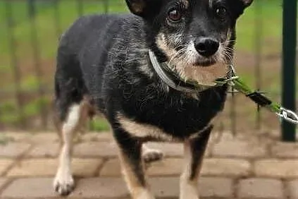 MIKA - starsza, 9 kg, delikatna sunia szuka domu!,  mazowieckie Warszawa, Mazowieckie, Warszawa