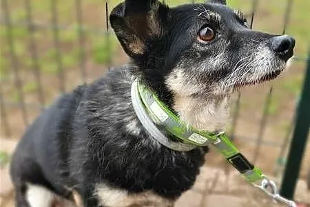MIKA - starsza, 9 kg, delikatna sunia szuka domu!,  mazowieckie Warszawa, Mazowieckie, Warszawa