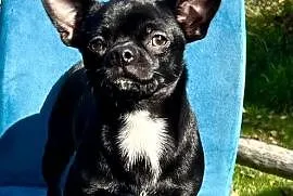 Chihuahua  chłopczyk ZkwP