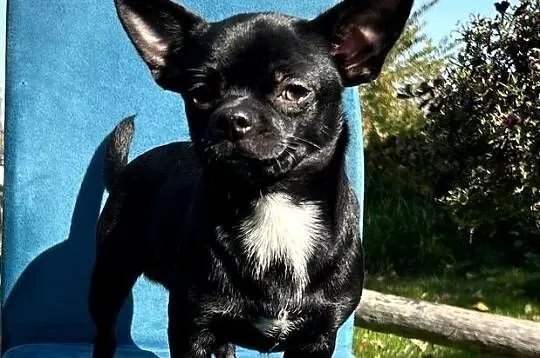 Chihuahua  chłopczyk ZkwP, Świętokrzyskie, Raczyce