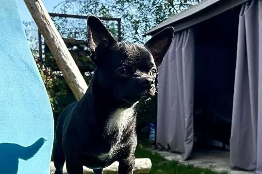 Chihuahua  chłopczyk ZkwP, Świętokrzyskie, Raczyce