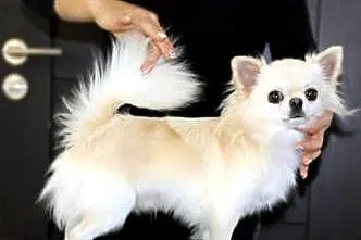 Chihuahua  chłopczyk ZkwP, Świętokrzyskie, Raczyce