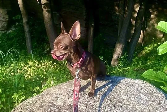 Chihuahua  chłopczyk ZkwP, Świętokrzyskie, Raczyce