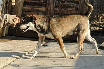Mądry Harry do adopcji ,  lubelskie Świdnik