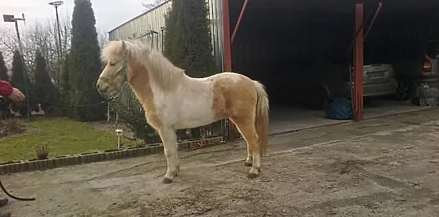 Wałaszek izabelowaty 4 lata