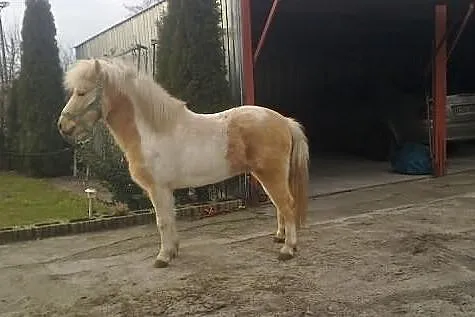 Wałaszek izabelowaty 4 lata