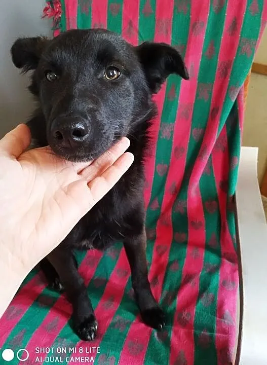 Sunia Pola szuka domu za darmo adopcja wesoły szczeniak, , Raszyn