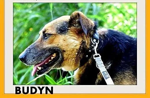 BUDYŃ,duży,przyjazny,spokojny,łagodny pies.ADOPCJA