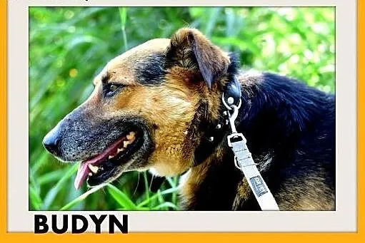 BUDYŃ,duży,przyjazny,spokojny,łagodny pies.ADOPCJA