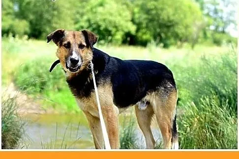 BUDYŃ,duży,przyjazny,spokojny,łagodny pies.ADOPCJA