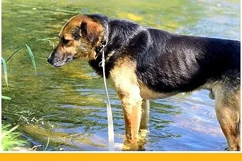 BUDYŃ,duży,przyjazny,spokojny,łagodny pies.ADOPCJA