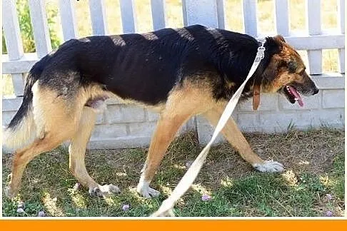 BUDYŃ,duży,przyjazny,spokojny,łagodny pies.ADOPCJA