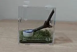 Mini terrarium z wystrojem dla małych pająków Skakunów