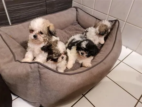 Szczenięta shih-tzu GOTOWE JUŻ TERAZ na sprzedaż i do nowych domów., , Bydgoszcz