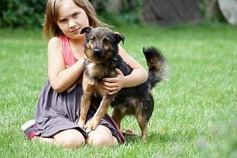 Niewielki wesołek, młody, bezkonfliktowy Aleksander do adopcji, Kundelki cała Polska