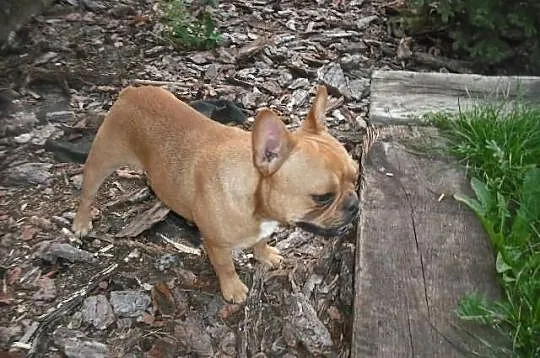 Reproduktor Buldog Francuski
