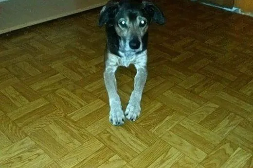 Dwa porzucone psiaki PILNIE szukają domu!,  Kundel