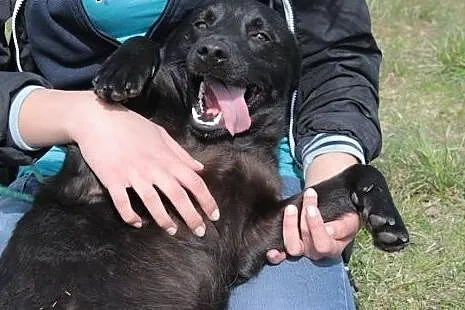 Karo szuka domu.,  mazowieckie Radom