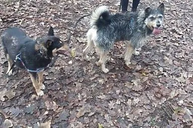 Foksiu ciągle czeka na dom! Adoptuj!,  mazowieckie