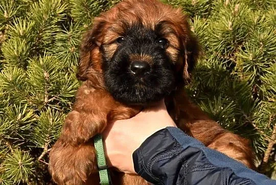 Owczarek Francuski Briard - szczenięta