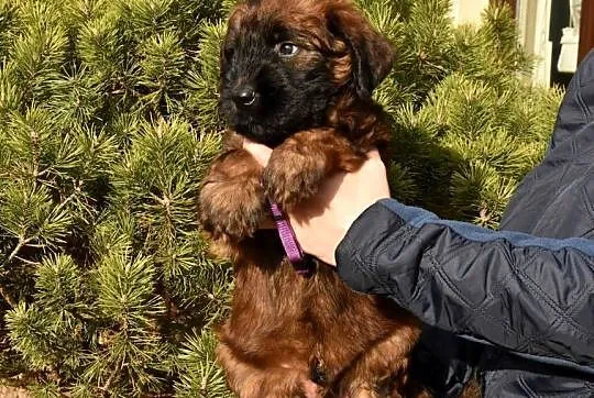 Owczarek Francuski Briard - szczenięta, Małopolskie, Kraków