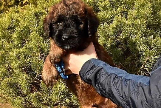 Owczarek Francuski Briard - szczenięta, Małopolskie, Kraków