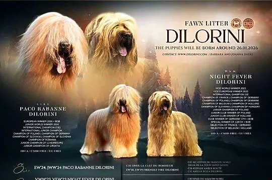 Owczarek Francuski Briard - szczenięta, Małopolskie, Kraków