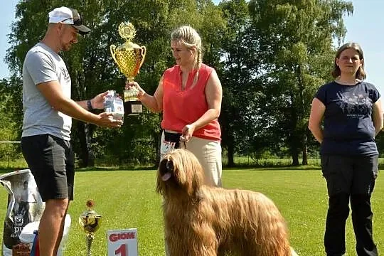 Owczarek Francuski Briard - szczenięta, Małopolskie, Kraków